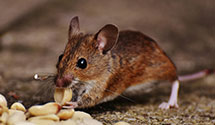 24 Hour & Emergency Exterminators in Niwot, CO